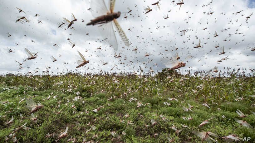 Food security at risk as locust swarms devour crops in east Africa