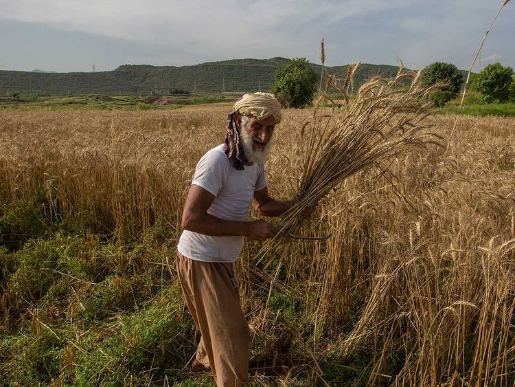 How will COVID-19 affect Pakistan farmers, food system?