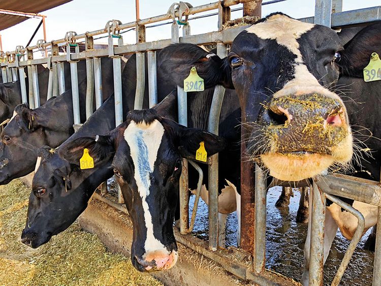 4,500 Holstein cows arrive in Abu Dhabi to enhance food security