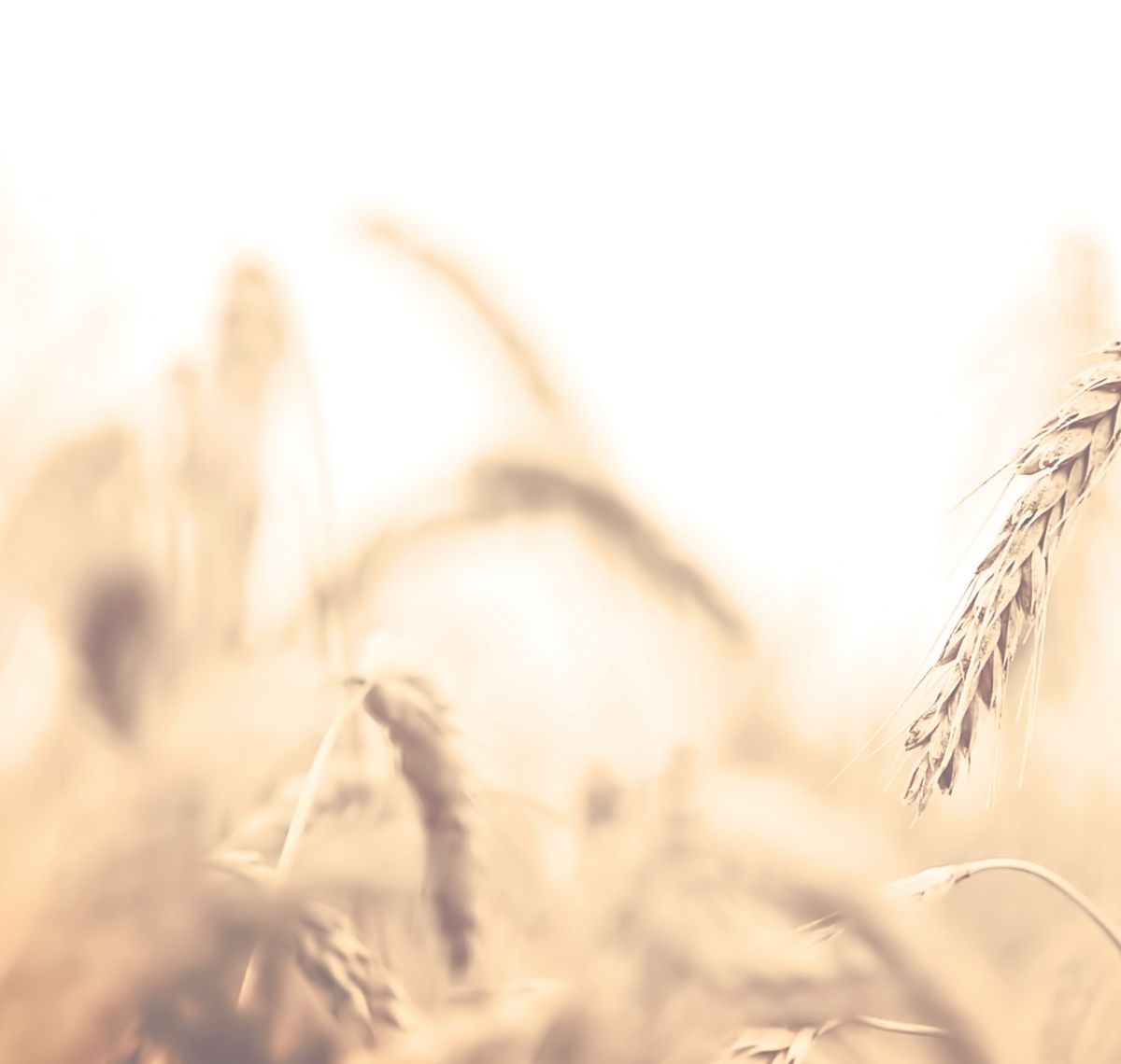 План мероприятий ОИС по развитию пшеницы