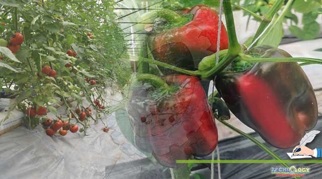 Hydroponics A Future Technology For Sustainable Food Security
