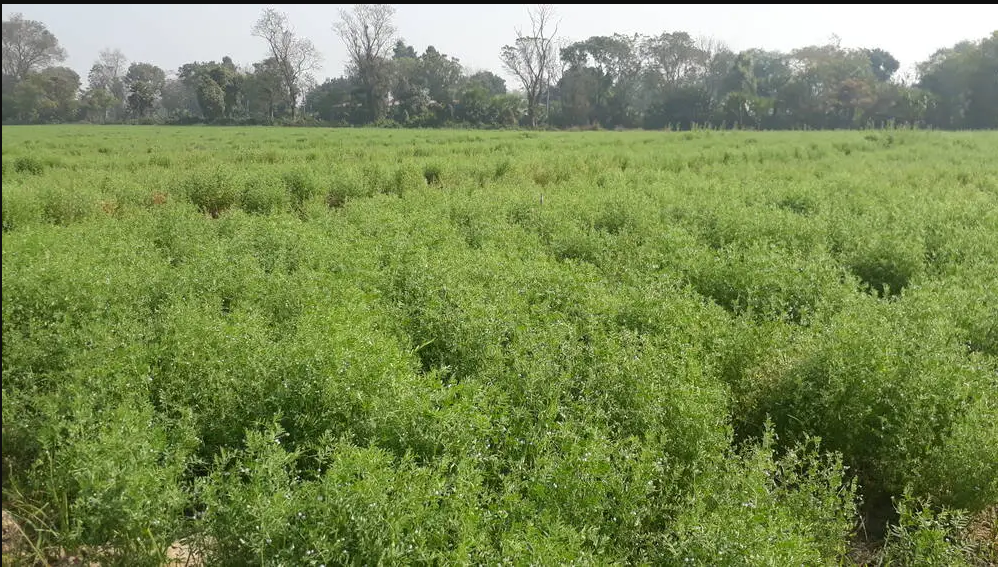 STUDY ON IMPACTS OF IMPROVED LENTIL VARIETIES IN BANGLADESH