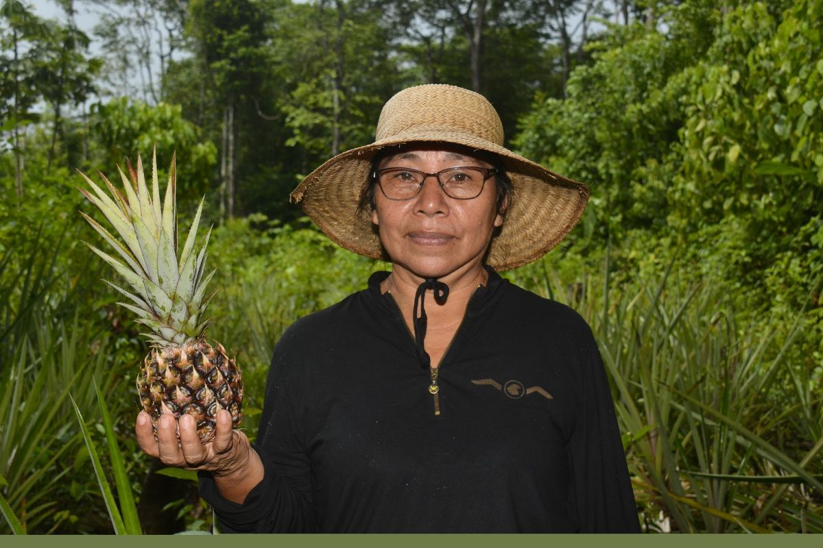 Support for Suriname’s pineapple sector: UN Joint SDG Fund approves 3ADI+ proposal