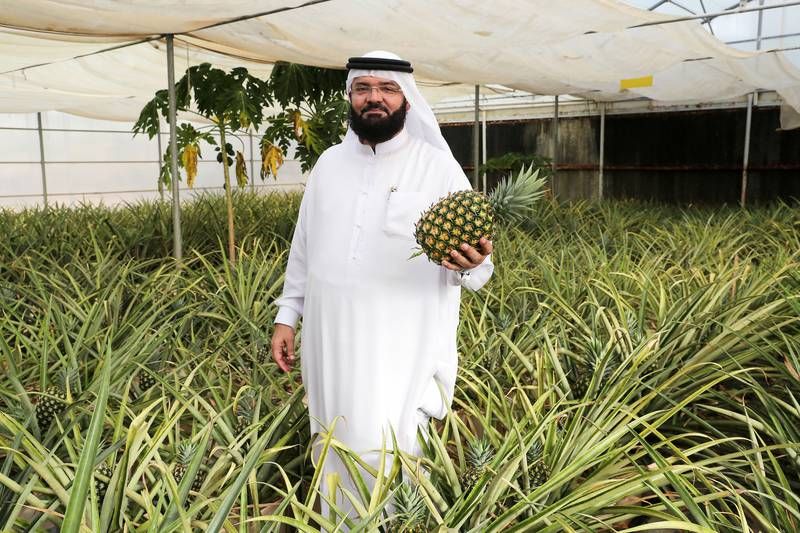 Meet the Dubai pineapple pioneer using modern methods to help tropical fruit thrive