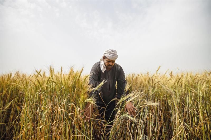 EGYPT’S STRATEGIC WHEAT RESERVES COVER 7.2 MONTHS: CABINET