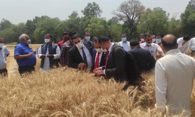 EGYPT’S STRATEGIC STOCK OF WHEAT SUFFICIENT FOR 6.6 MONTHS: MINISTER