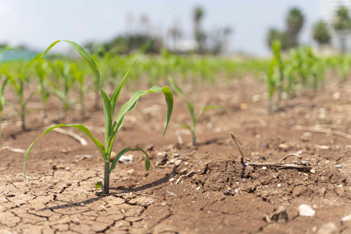 New initiative to improve food security amid climate crisis