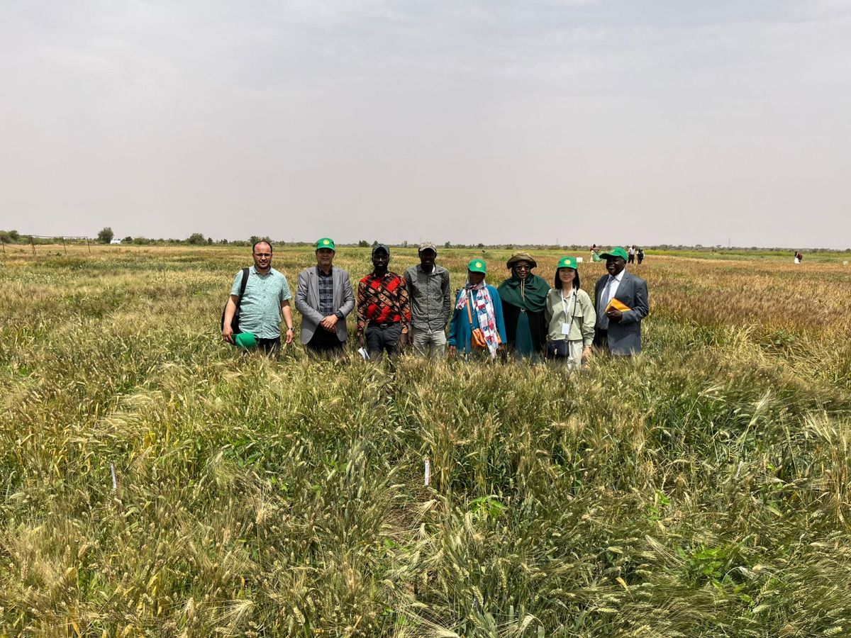Wheat Task Force’s Mission in Mauritania Continues with Field Visit